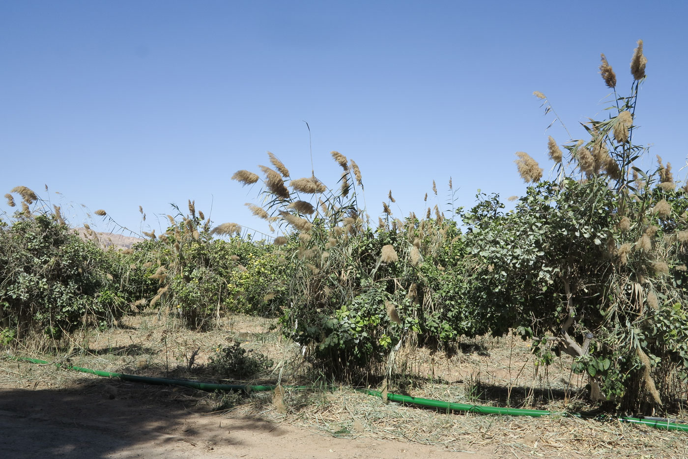 Изображение особи Phragmites australis.