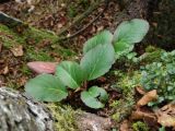 Bergenia pacifica. Листья. Приморье, Шкотовский р-н, окр. с. Анисимовка, хребет Ливадийский, гора Литовка, на скалах. 24.09.2016.