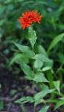 Lychnis fulgens. Верхушка побега с соцветием. Приморский край, окр. г. Находка, в дубовом лесу. 04.07.2016.