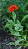 Lychnis fulgens