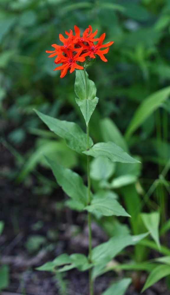 Image of Lychnis fulgens specimen.