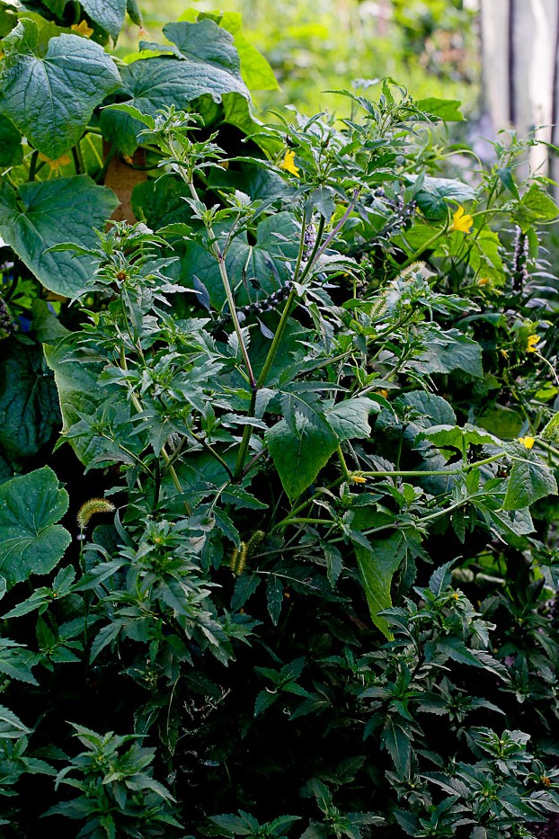 Image of Bidens tripartita specimen.