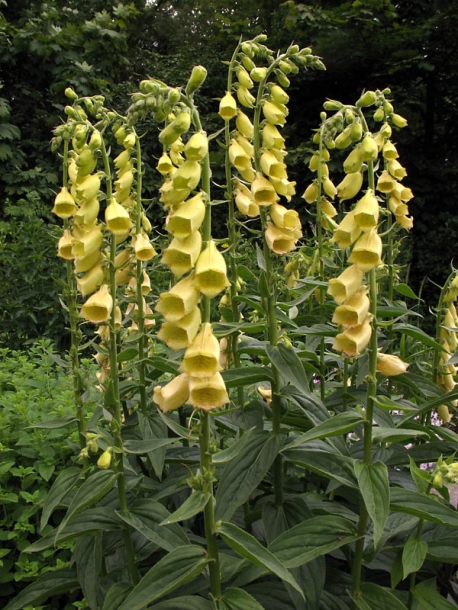 Image of Digitalis grandiflora specimen.