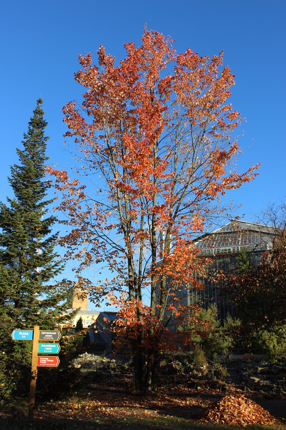 Image of Acer rubrum specimen.