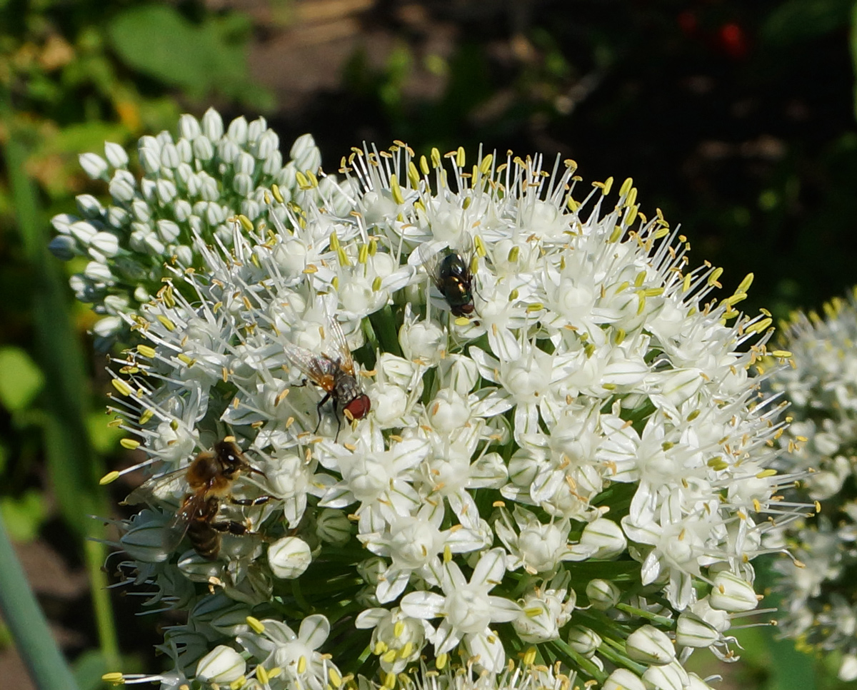 Image of Allium cepa specimen.