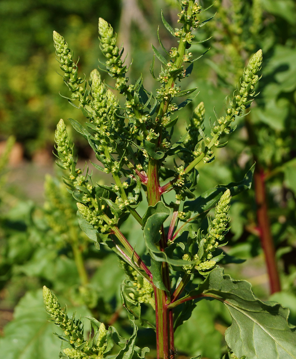 Image of Beta vulgaris specimen.