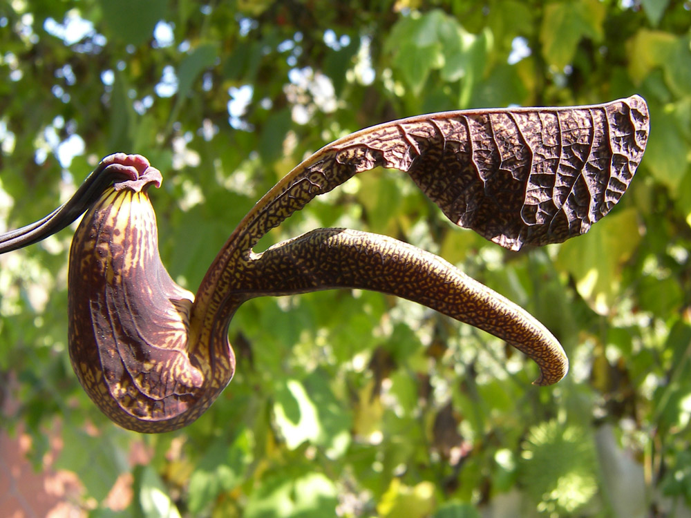 Image of Aristolochia ringens specimen.