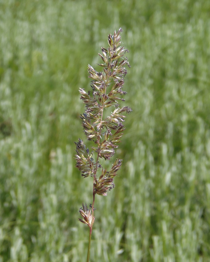 Image of Koeleria macrantha specimen.