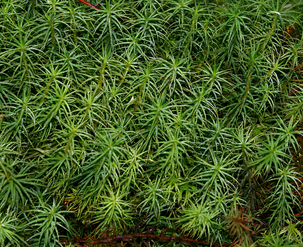 Изображение особи Polytrichum commune.