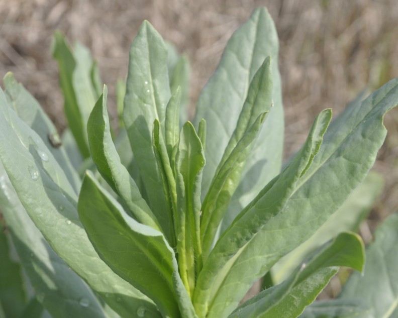 Image of Isatis tinctoria specimen.