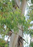 Eucalyptus viminalis. Веточки с цветочными почками. Черноморское побережье Кавказа, г. Сочи, в культуре. 28 мая 2015 г.