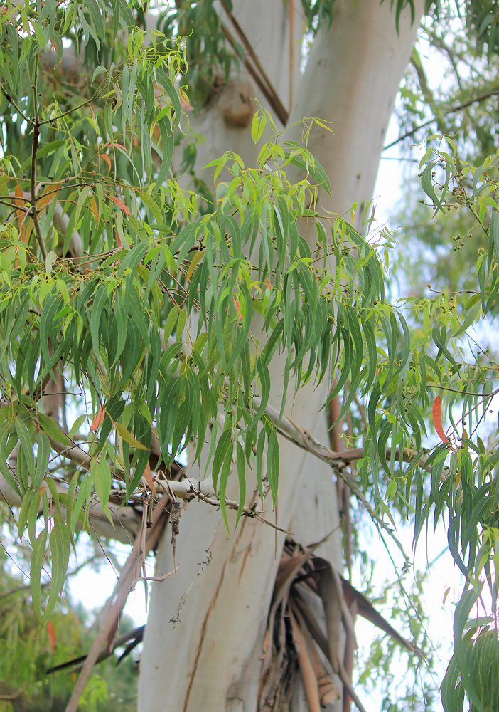 Image of Eucalyptus viminalis specimen.