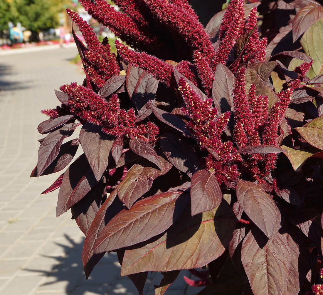 Изображение особи Amaranthus hypochondriacus.