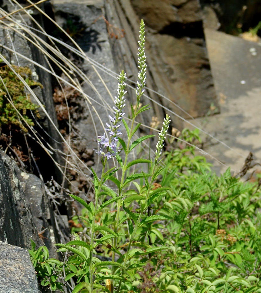 Изображение особи Veronica linariifolia.