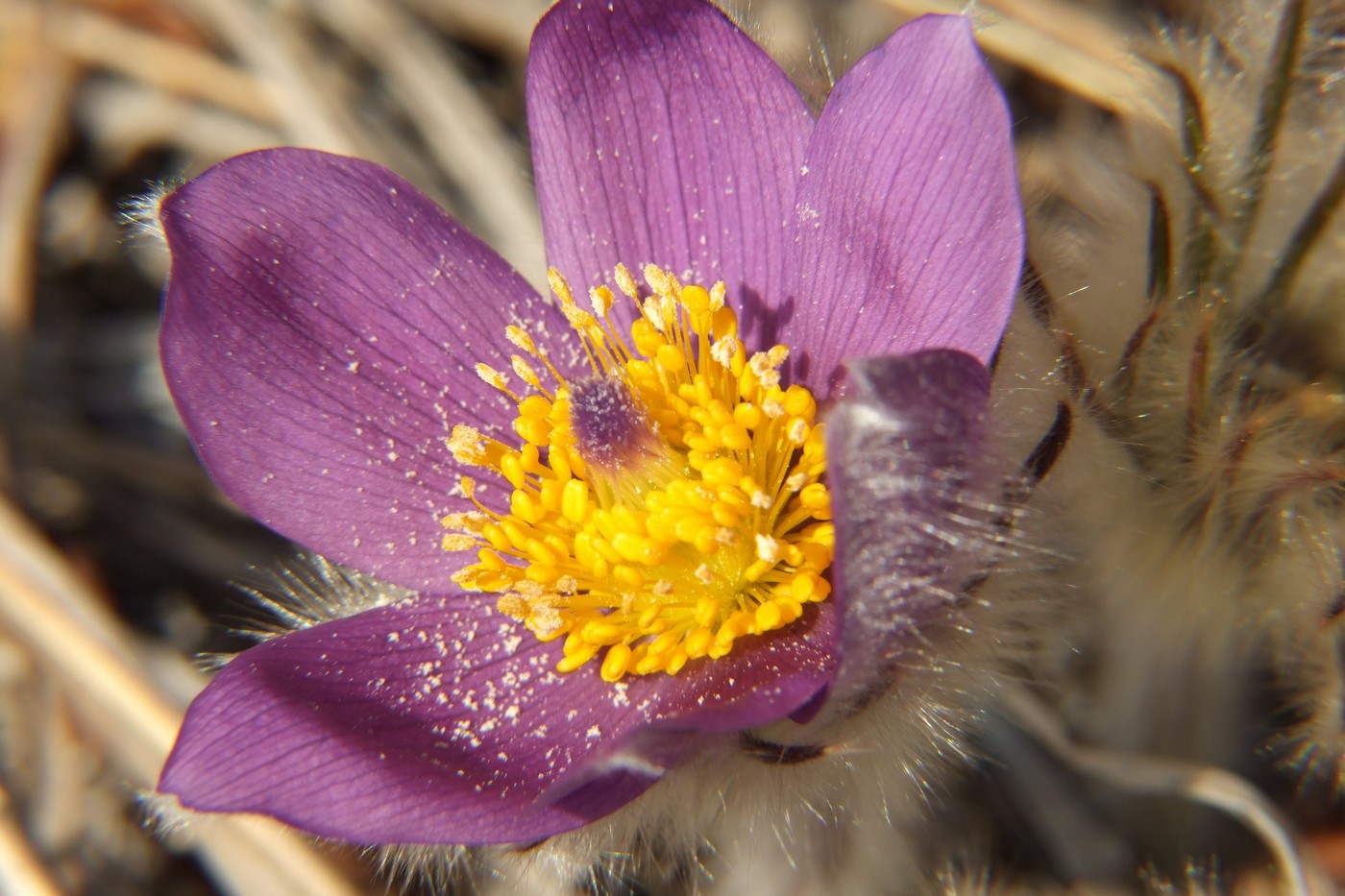 Изображение особи Pulsatilla multifida.