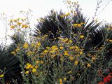 Heterotheca subaxillaris