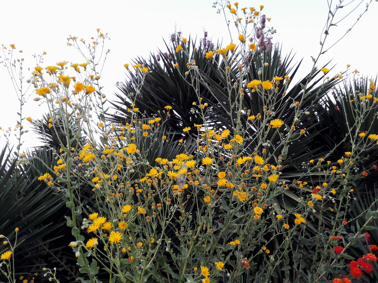 Image of Heterotheca subaxillaris specimen.