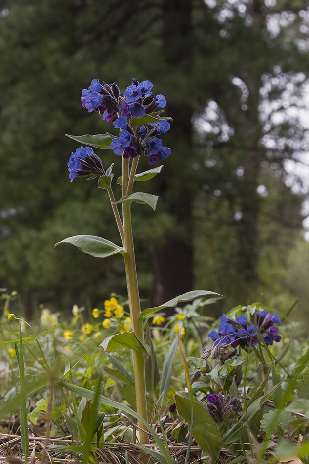 Изображение особи Pulmonaria mollis.