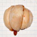Garcinia mangostana