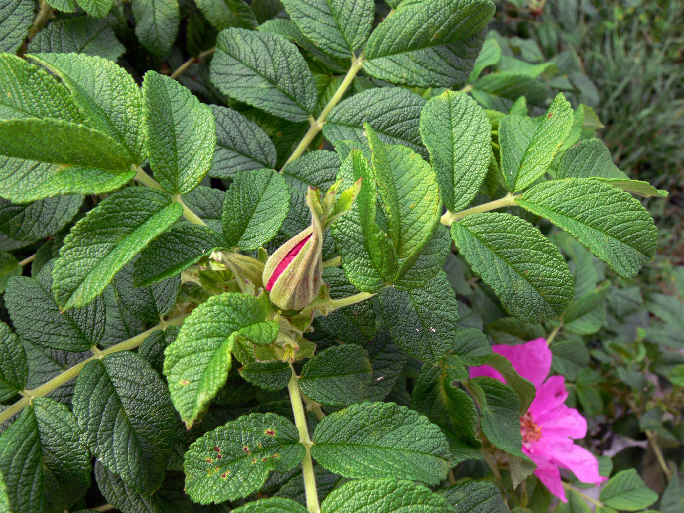 Изображение особи Rosa rugosa.