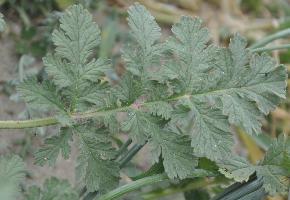 Изображение особи Erodium ciconium.