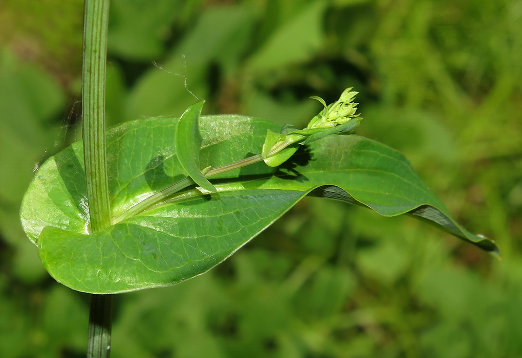 Изображение особи Bupleurum longiradiatum.