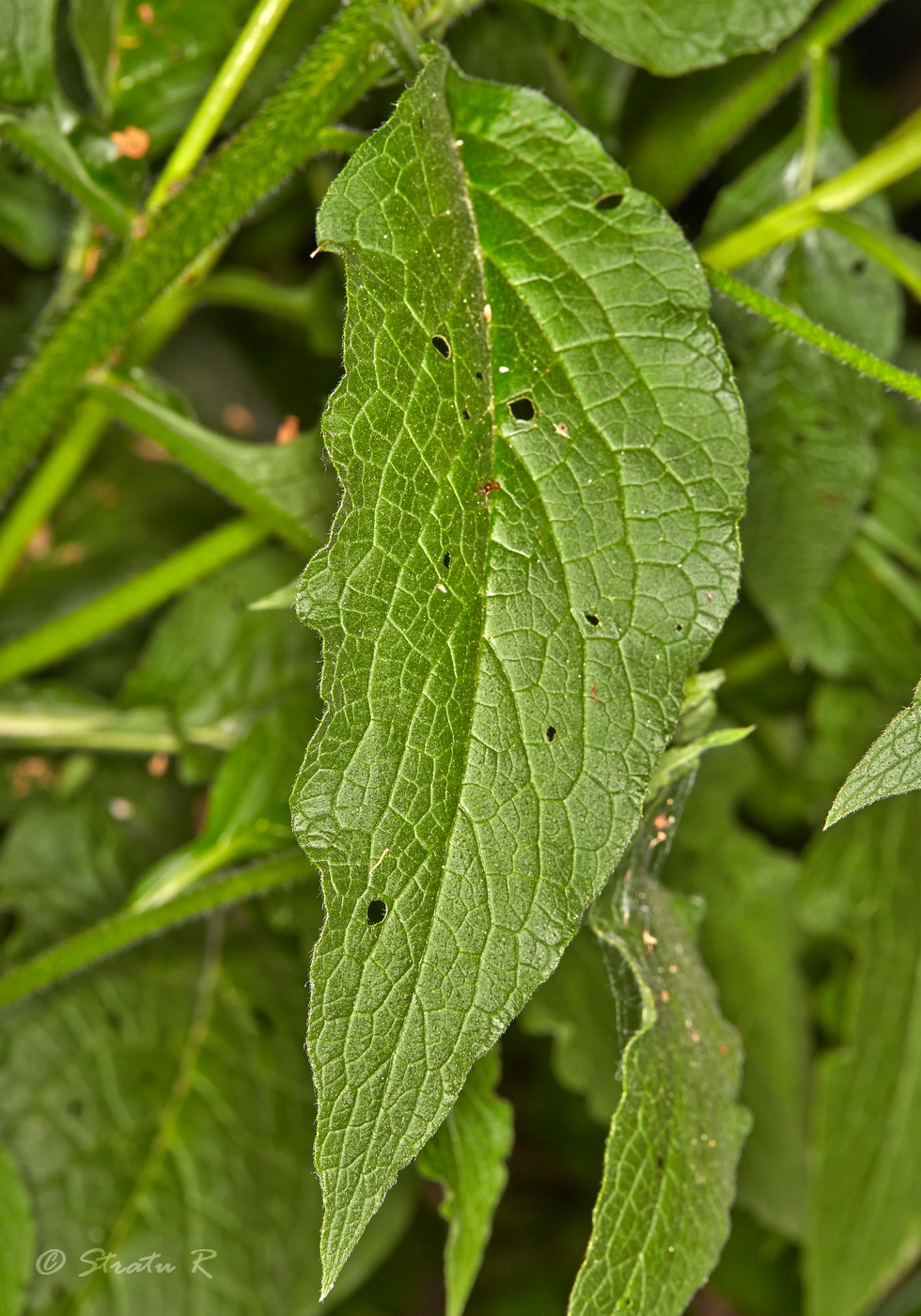 Image of Symphytum × uplandicum specimen.