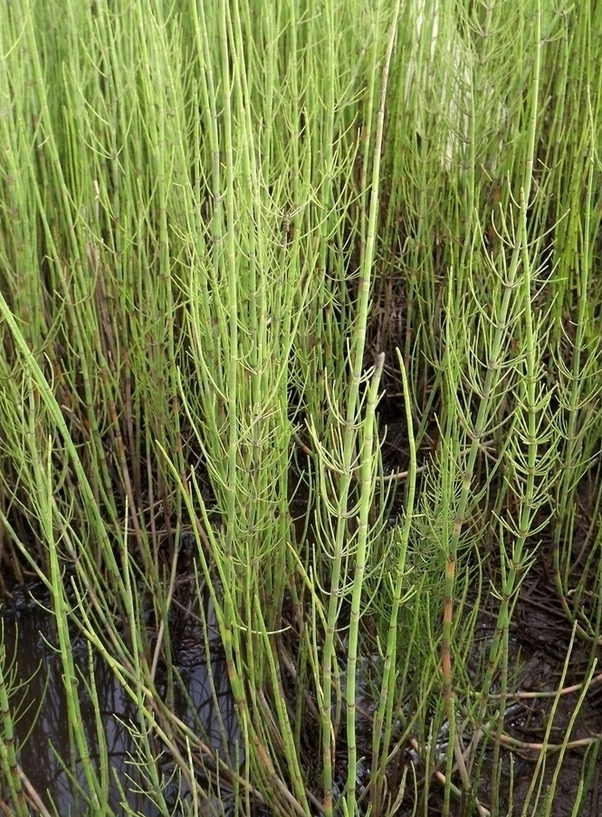 Изображение особи Equisetum fluviatile.