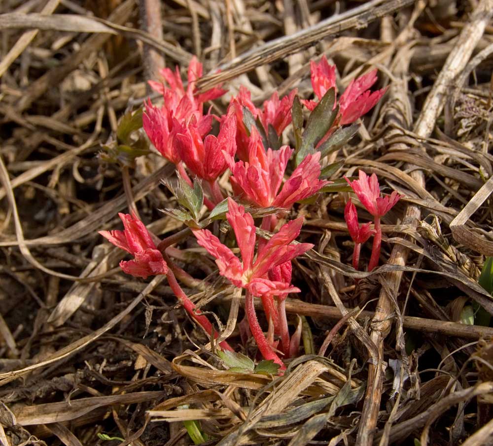 Изображение особи род Geranium.