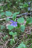 Viola × villaquensis. Цветущее растение. Московская обл., Красногорский р-н, Лохин остров, опушка леса. 20.05.2017.