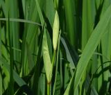 Iris pseudacorus