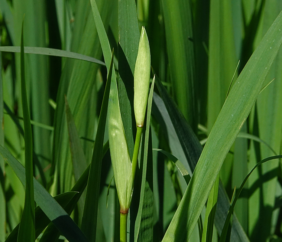 Изображение особи Iris pseudacorus.