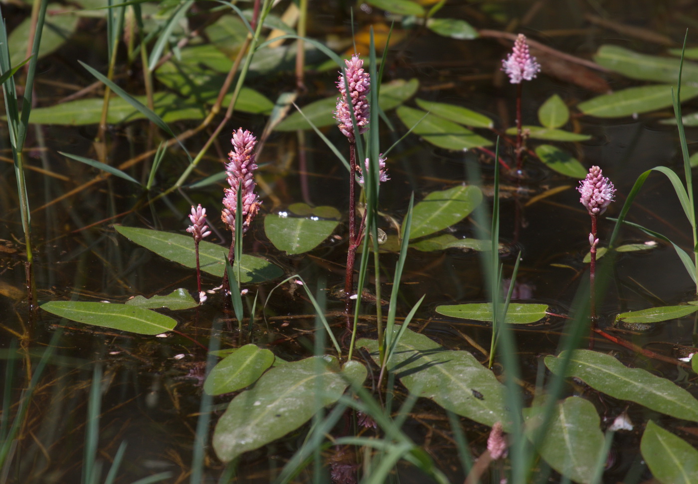 Image of Persicaria amphibia specimen.