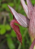 Serapias orientalis ssp. feldwegiana