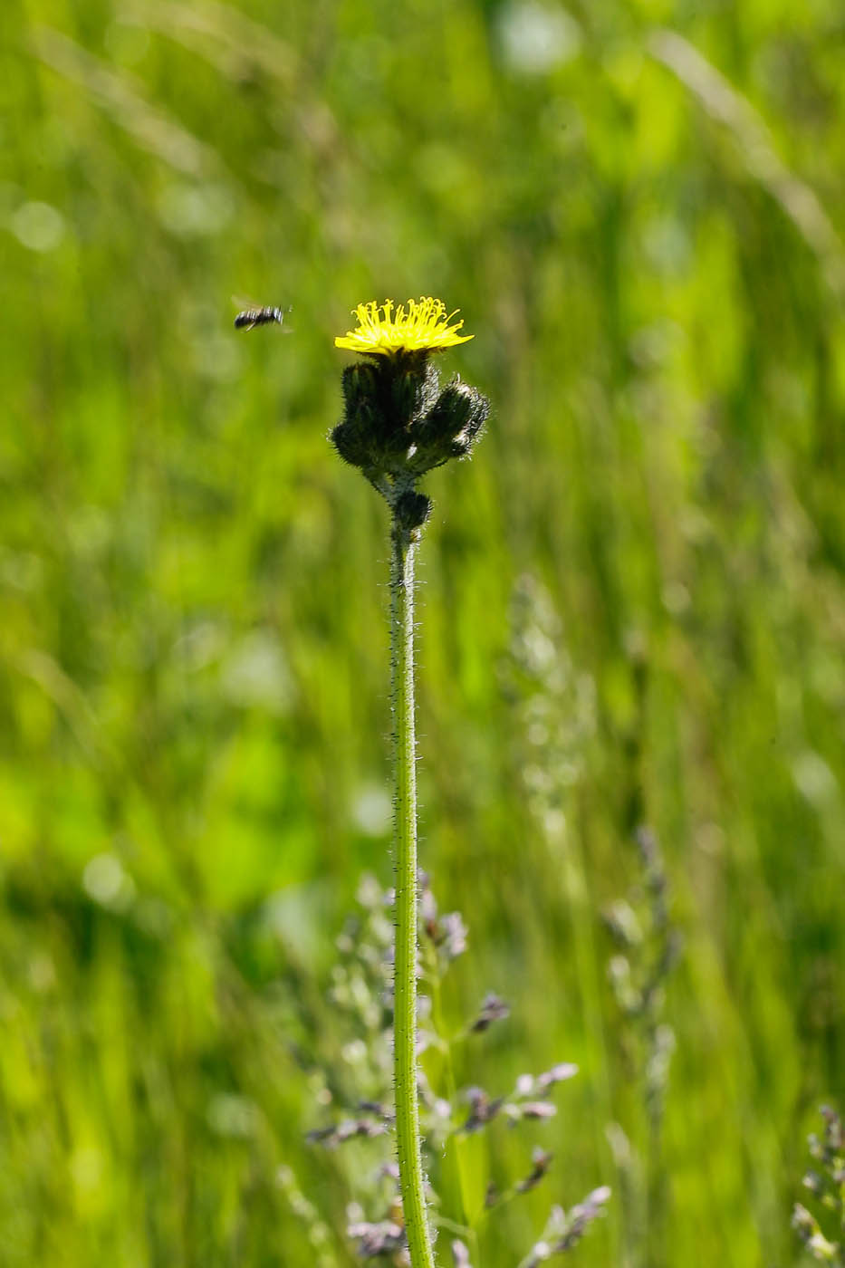 Image of genus Pilosella specimen.