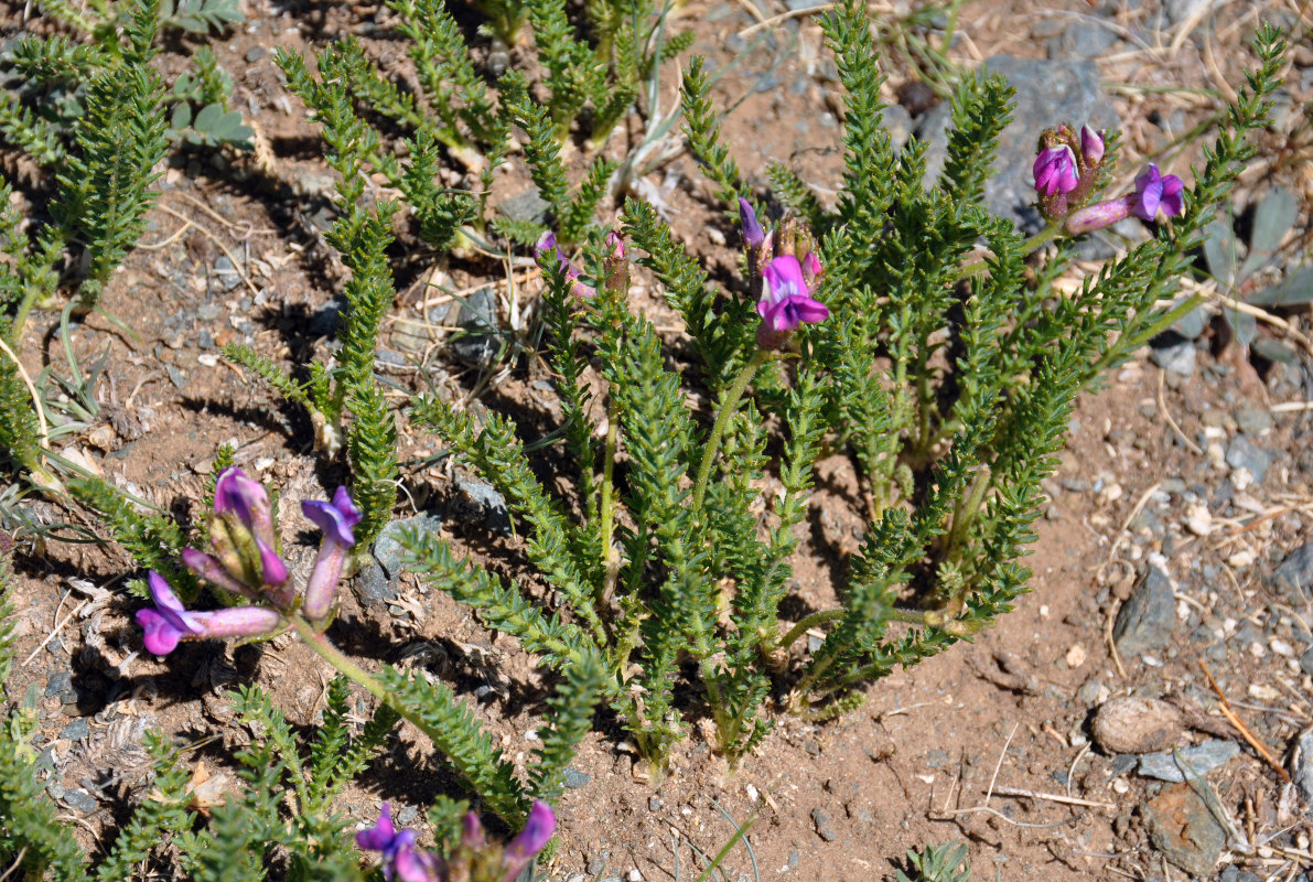 Image of Oxytropis trichophysa specimen.