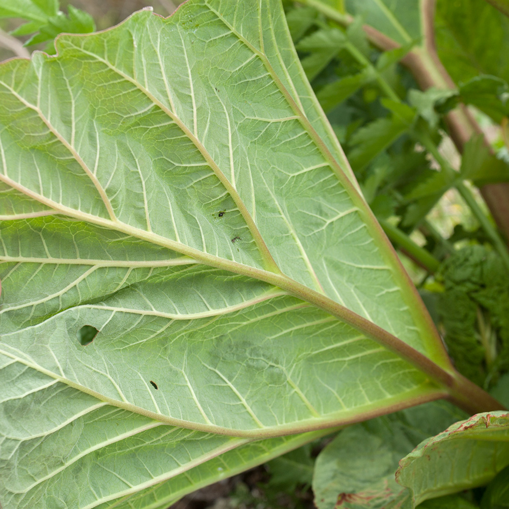 Изображение особи Rheum rhabarbarum.