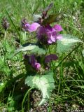 Lamium maculatum. Верхушка цветущего растения. Крым, Байдарская долина, окр. с. Кизиловое. 19.04.2010.