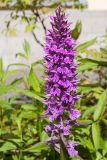 Dactylorhiza urvilleana. Соцветие. Санкт-Петербург, ботанический сад БИН РАН, цветник у административного корпуса, в культуре. 07.06.2017.