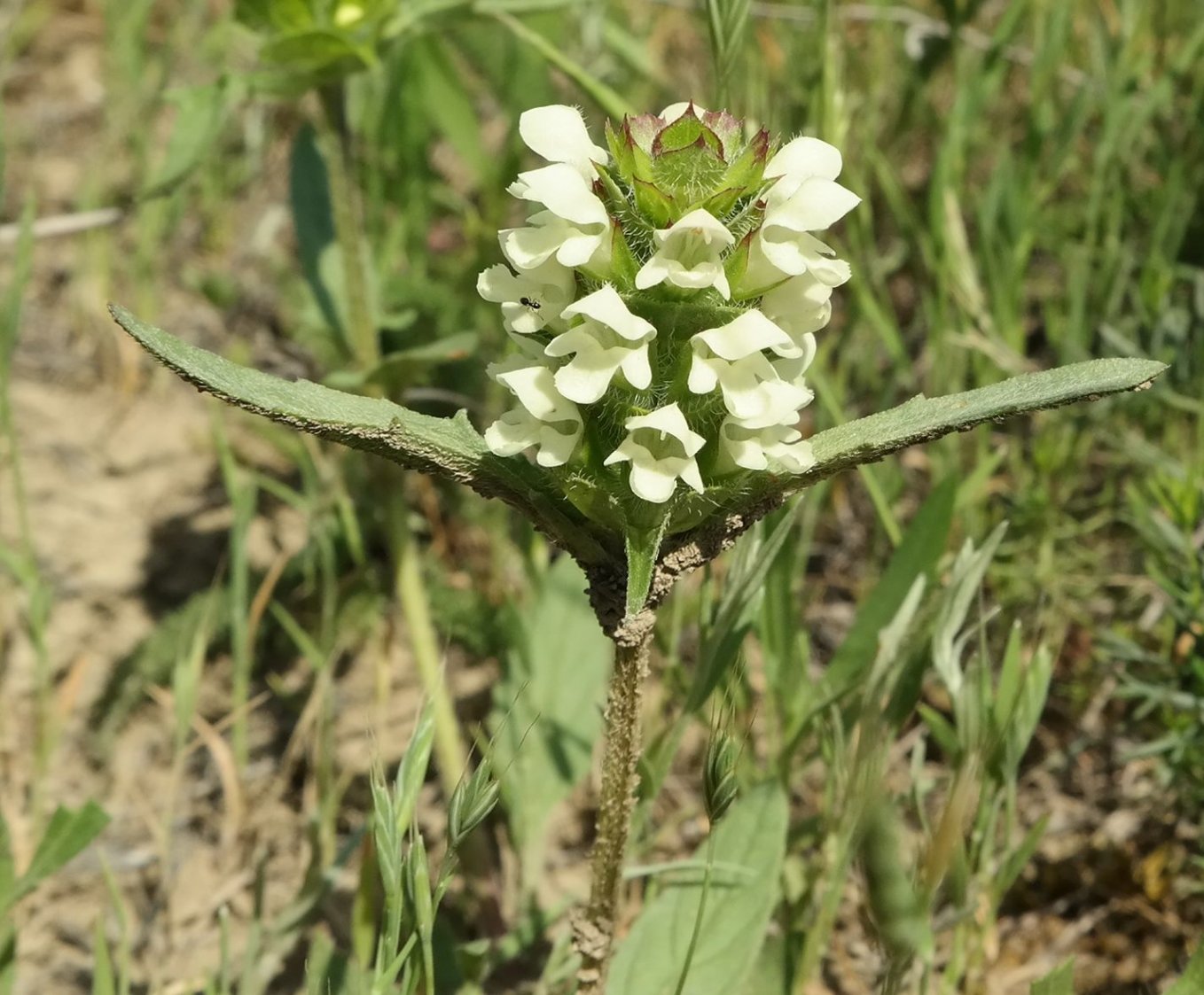 Image of Prunella laciniata specimen.