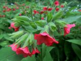 Pulmonaria rubra. Соцветия. Москва, ГБС РАН. 10.06.2017.