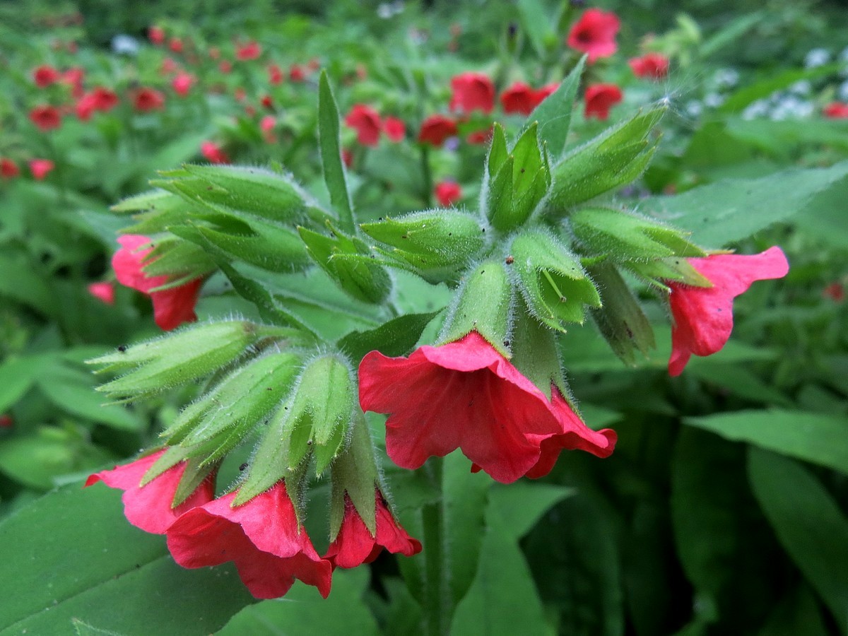 Image of Pulmonaria rubra specimen.