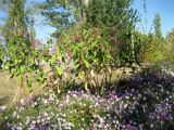 Persicaria orientalis