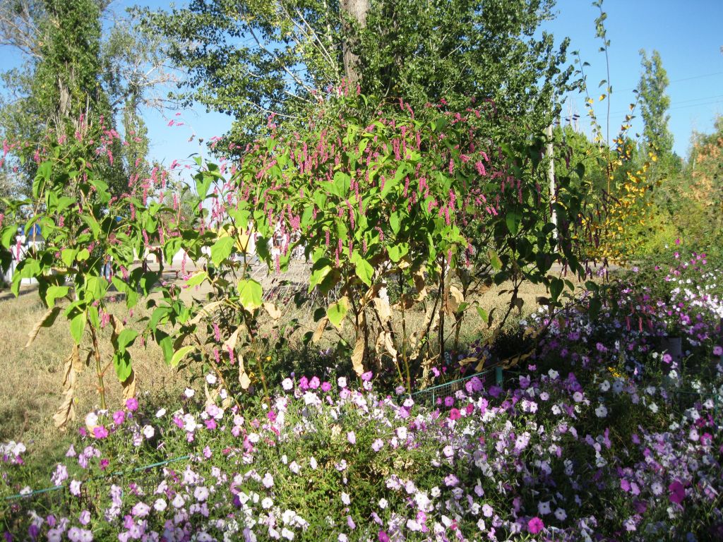 Изображение особи Persicaria orientalis.