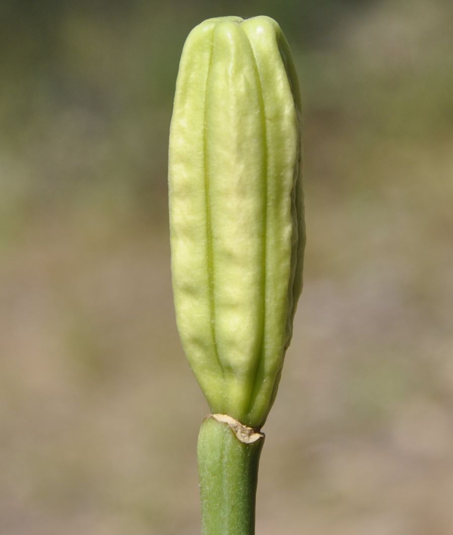 Image of Lilium longiflorum specimen.