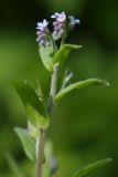 Myosotis arvensis. Побег с распускающимся соцветием. Ленинградская обл., Всеволожский р-н, окр. пос. Куйвози, садоводство, дикорастущее на участке. 25.06.2017.