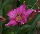 Hemerocallis × hybrida. Цветок (культивар Саммэ Вайн -'Summer Wine'). Московская обл., Раменский р-н, окр. дер. Хрипань, садовый участок. 20.08.2017.