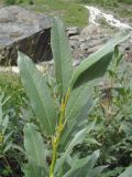 Salix pantosericea. Верхушка побега. Кабардино-Балкария, Эльбрусский р-н, долина р. Юсеньги, ок. 2500 м н.у.м., близ реки Юсеньги. 25.08.2017.