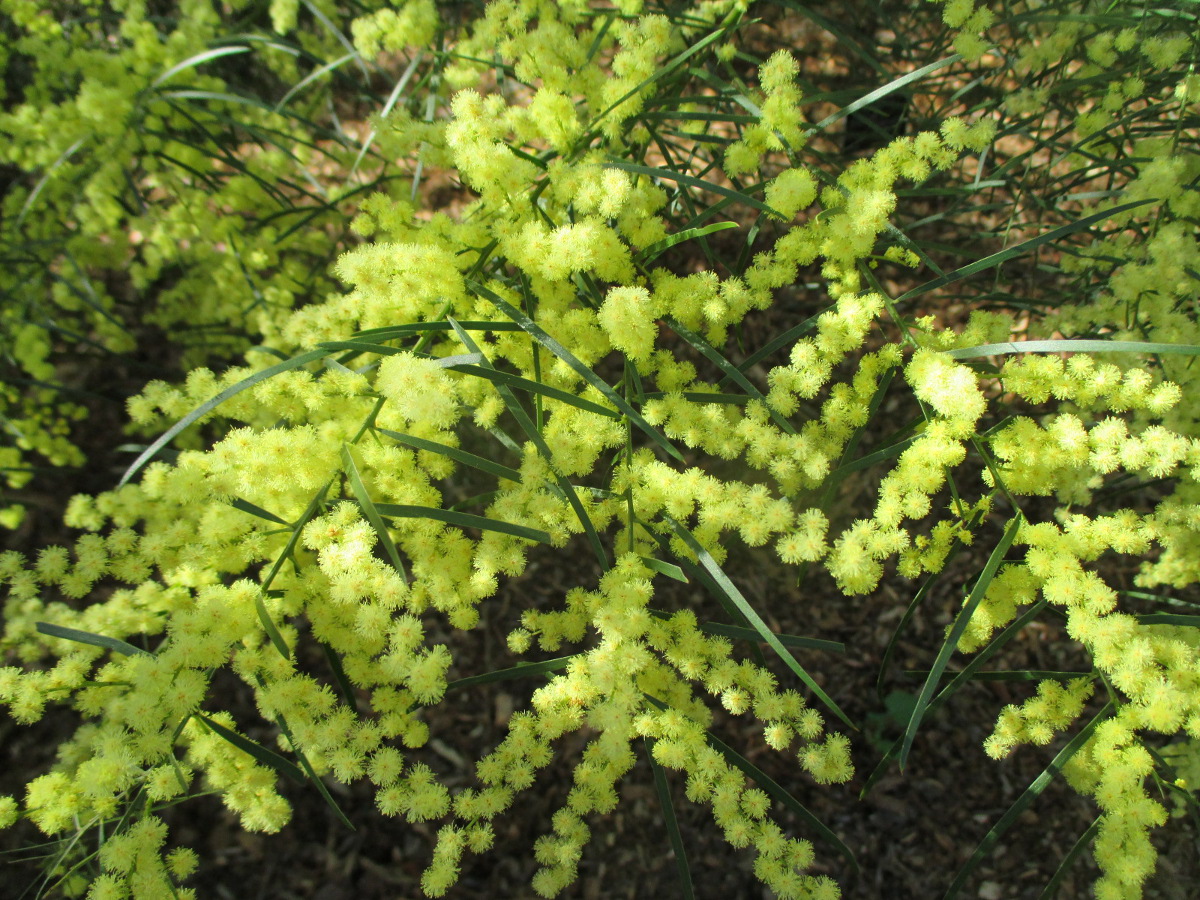 Изображение особи Acacia fimbriata.