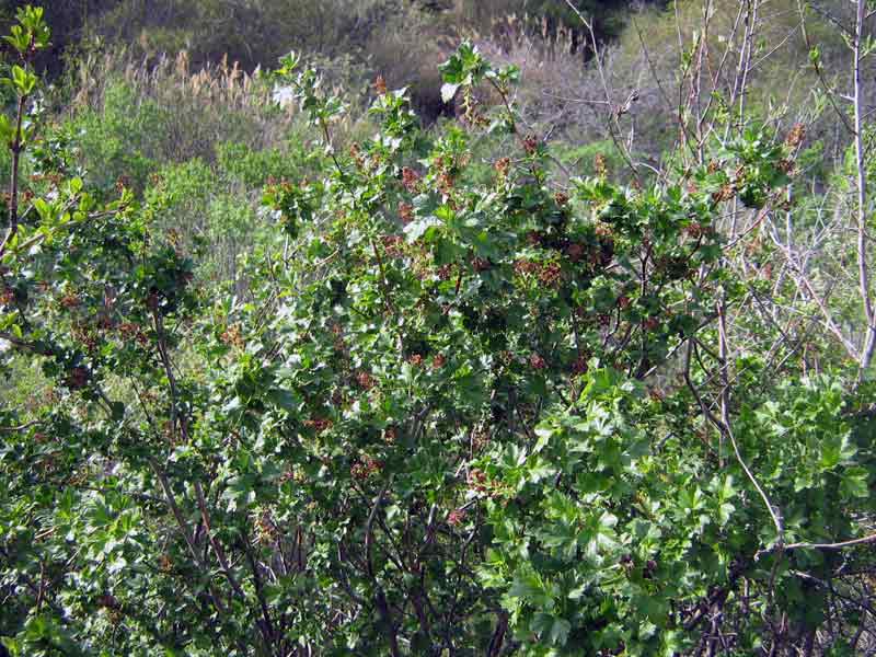 Image of genus Ribes specimen.